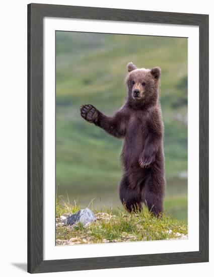 The Welcome Committee (Brown Bear Cub)-Art Wolfe-Framed Giclee Print