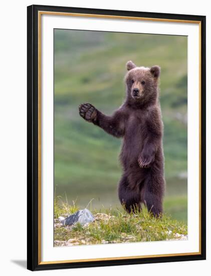 The Welcome Committee (Brown Bear Cub)-Art Wolfe-Framed Giclee Print