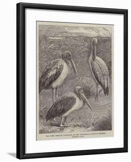 The West African Tantalus, in the Zoological Society's Gardens, Regent's Park-null-Framed Giclee Print