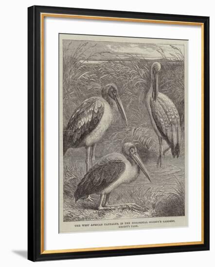 The West African Tantalus, in the Zoological Society's Gardens, Regent's Park-null-Framed Giclee Print