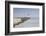 The West Jetty in the Port of Calais, Pas De Calais, France-Walter Bibikow-Framed Photographic Print