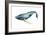 The Whale's Song I-Grace Popp-Framed Premium Giclee Print