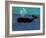 The Whale-Stephen Huneck-Framed Giclee Print