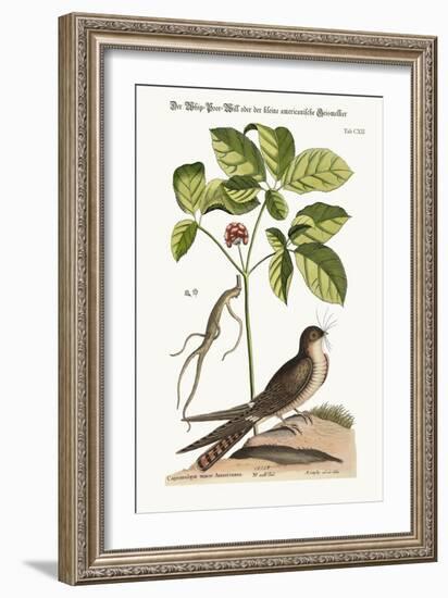 The Whip-Poor-Will, 1749-73-Mark Catesby-Framed Giclee Print