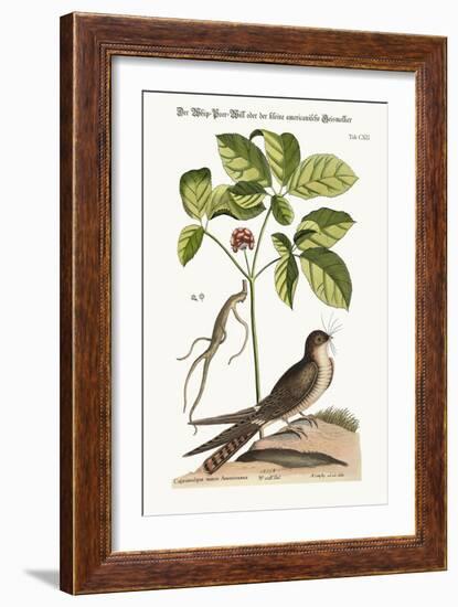 The Whip-Poor-Will, 1749-73-Mark Catesby-Framed Giclee Print