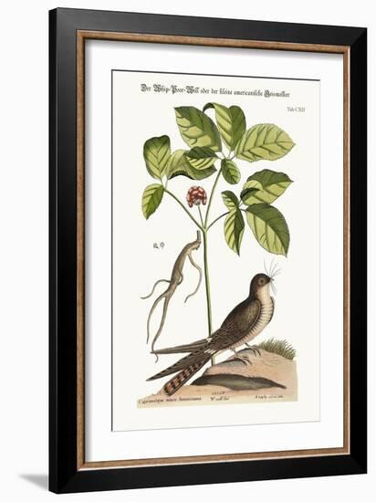 The Whip-Poor-Will, 1749-73-Mark Catesby-Framed Giclee Print