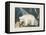 The White Bear, 1844-Aloys Zotl-Framed Premier Image Canvas