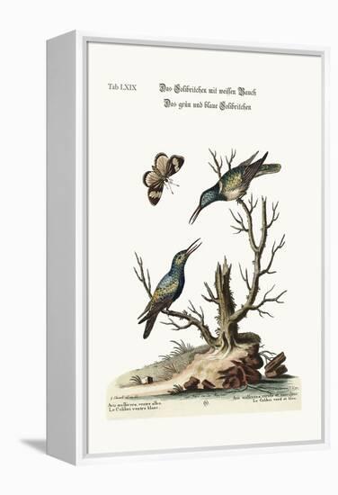 The White-Bellied Hummingbird. the Green and Blue Hummingbird, 1749-73-George Edwards-Framed Premier Image Canvas