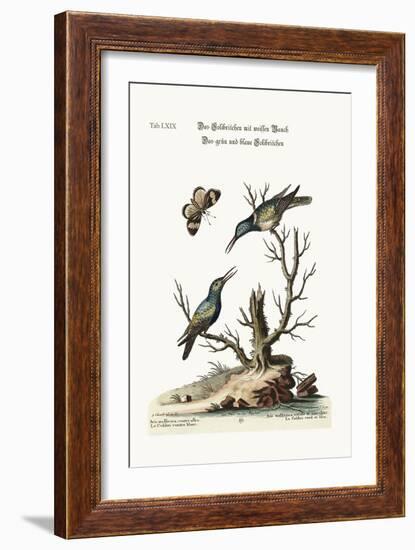 The White-Bellied Hummingbird. the Green and Blue Hummingbird, 1749-73-George Edwards-Framed Giclee Print