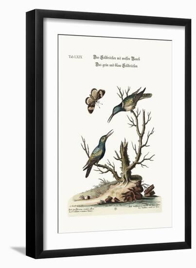 The White-Bellied Hummingbird. the Green and Blue Hummingbird, 1749-73-George Edwards-Framed Giclee Print