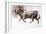 The White Bull, 2022, (charcoal and pastel on paper)-Mark Adlington-Framed Giclee Print