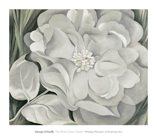The White Calico Flower C 1931 Art Print Georgia O Keeffe Art Com