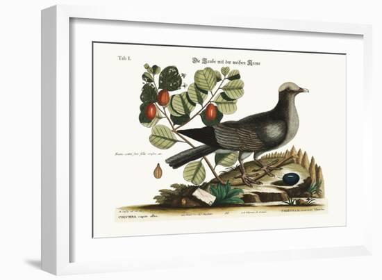 The White-Crowned Pigeon, 1749-73-Mark Catesby-Framed Giclee Print