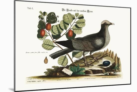 The White-Crowned Pigeon, 1749-73-Mark Catesby-Mounted Giclee Print