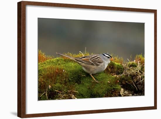 The White-Crowned Sparrow, Native to North America-Richard Wright-Framed Photographic Print