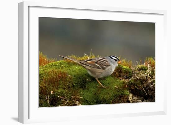 The White-Crowned Sparrow, Native to North America-Richard Wright-Framed Photographic Print