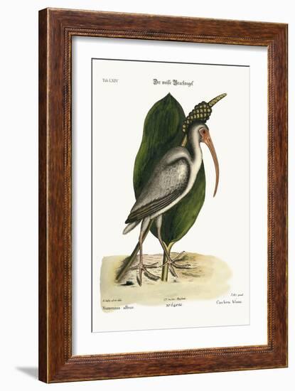 The White Curlew, 1749-73-Mark Catesby-Framed Giclee Print