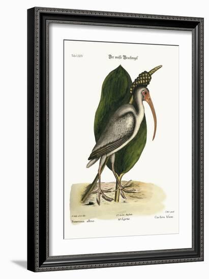 The White Curlew, 1749-73-Mark Catesby-Framed Giclee Print