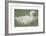 The White Drake-Joseph Crawhall-Framed Premium Giclee Print