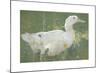 The White Drake-Joseph Crawhall-Mounted Premium Giclee Print