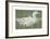 The White Drake-Joseph Crawhall-Framed Premium Giclee Print