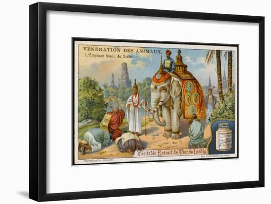 The White Elephant Is Sacred in Siam/Thailand-null-Framed Art Print