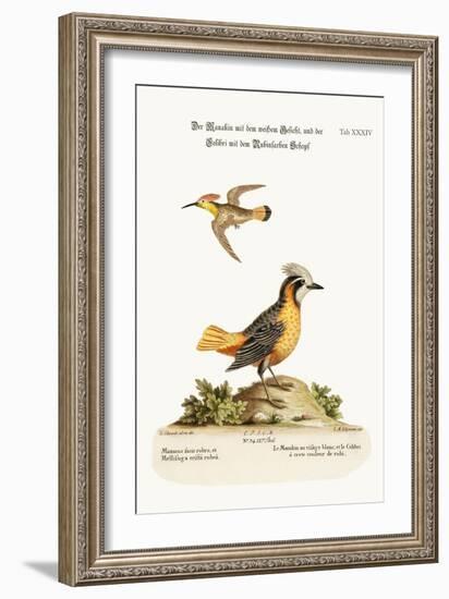 The White-Faced Manakin, and the Ruby-Crested Hummingbird, 1749-73-George Edwards-Framed Giclee Print