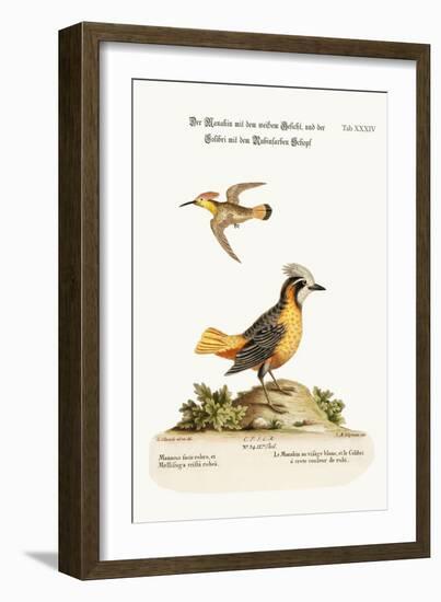 The White-Faced Manakin, and the Ruby-Crested Hummingbird, 1749-73-George Edwards-Framed Giclee Print