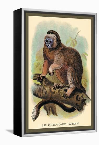 The White-Footed Marmoset-Sir William Jardine-Framed Stretched Canvas