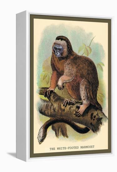 The White-Footed Marmoset-Sir William Jardine-Framed Stretched Canvas