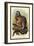 The White-Footed Marmoset-Sir William Jardine-Framed Art Print