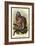 The White-Footed Marmoset-Sir William Jardine-Framed Art Print