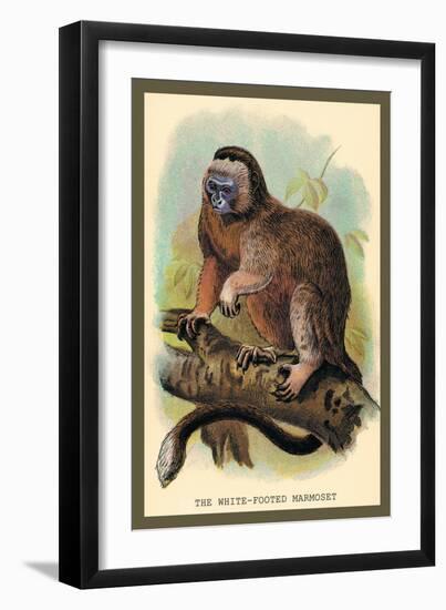 The White-Footed Marmoset-Sir William Jardine-Framed Art Print