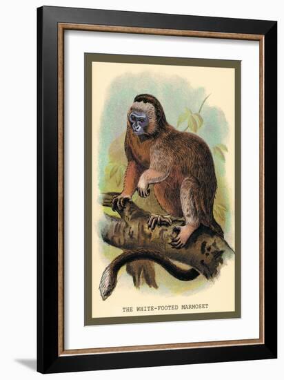 The White-Footed Marmoset-Sir William Jardine-Framed Art Print