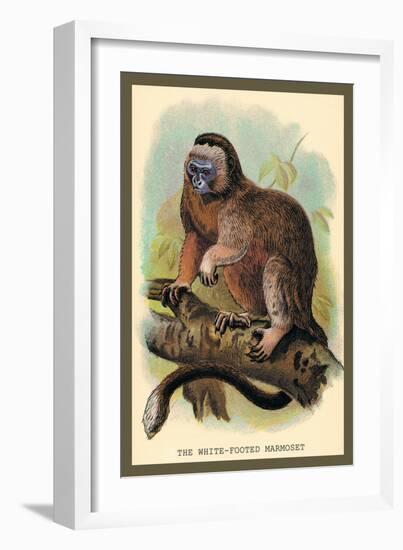 The White-Footed Marmoset-Sir William Jardine-Framed Art Print