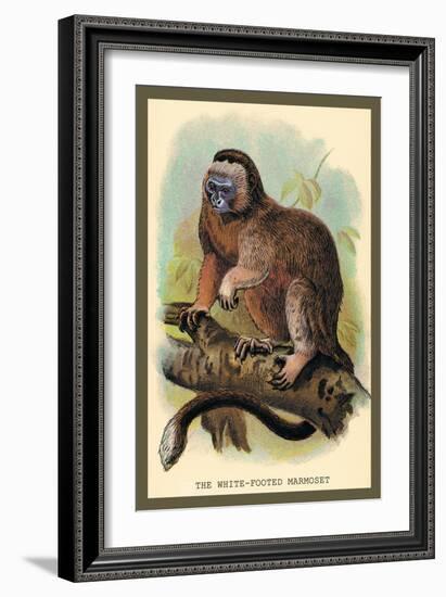 The White-Footed Marmoset-Sir William Jardine-Framed Art Print