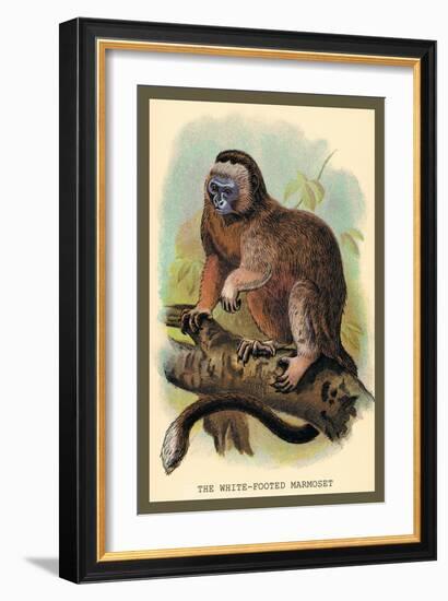 The White-Footed Marmoset-Sir William Jardine-Framed Art Print