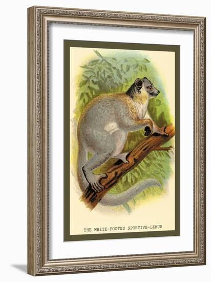 The White-Footed Sportive Lemur-Sir William Jardine-Framed Art Print