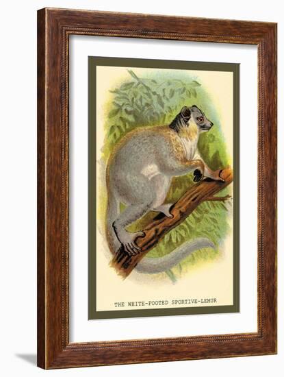 The White-Footed Sportive Lemur-Sir William Jardine-Framed Art Print