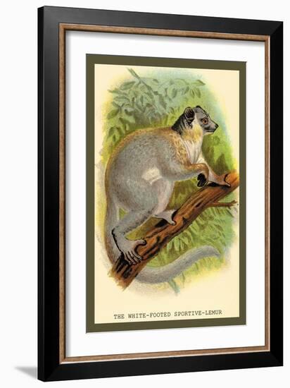 The White-Footed Sportive Lemur-Sir William Jardine-Framed Art Print