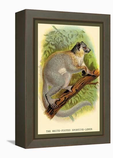 The White-Footed Sportive Lemur-Sir William Jardine-Framed Stretched Canvas