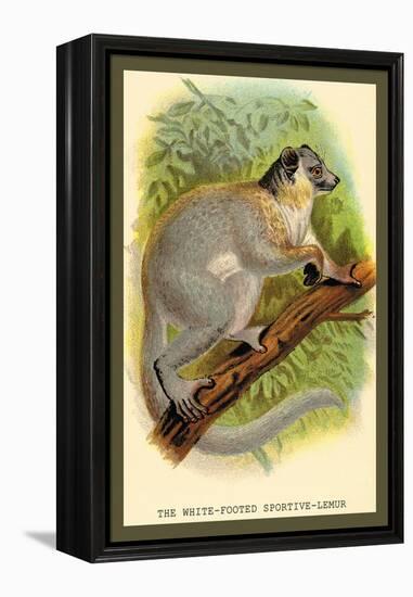 The White-Footed Sportive Lemur-Sir William Jardine-Framed Stretched Canvas