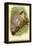 The White-Footed Sportive Lemur-Sir William Jardine-Framed Stretched Canvas