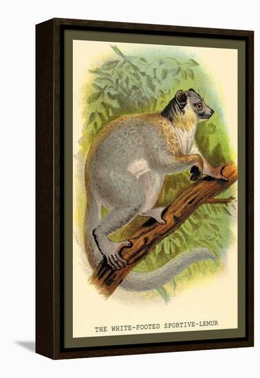 The White-Footed Sportive Lemur-Sir William Jardine-Framed Stretched Canvas