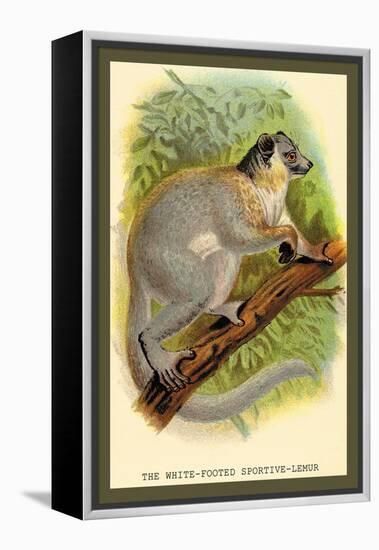 The White-Footed Sportive Lemur-Sir William Jardine-Framed Stretched Canvas