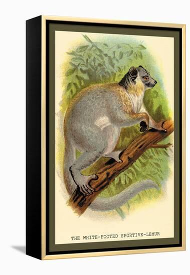 The White-Footed Sportive Lemur-Sir William Jardine-Framed Stretched Canvas