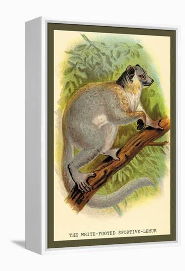 The White-Footed Sportive Lemur-Sir William Jardine-Framed Stretched Canvas