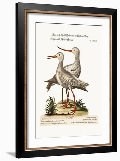 The White Godwit from Hudson's Bay. the White Red-Shank or Pool-Snipe, 1749-73-George Edwards-Framed Giclee Print