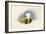 The White Hackle-Alison Cooper-Framed Giclee Print