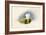 The White Hackle-Alison Cooper-Framed Giclee Print